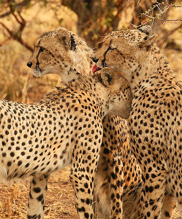 Cheetahs licking the raindrops from each other - Mashatu game reserve