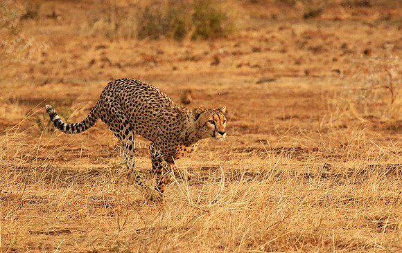Mashatu game reserve