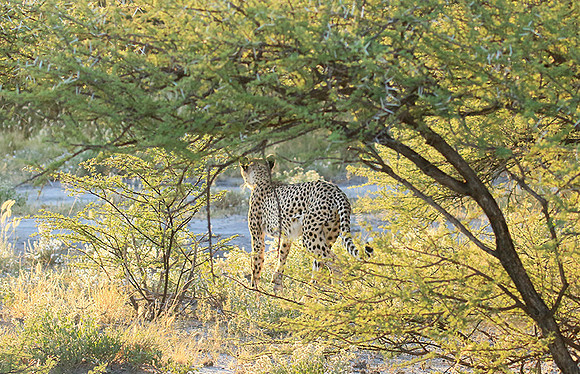 Central Kalahari