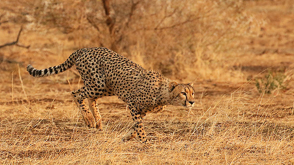 Mashatu game reserve