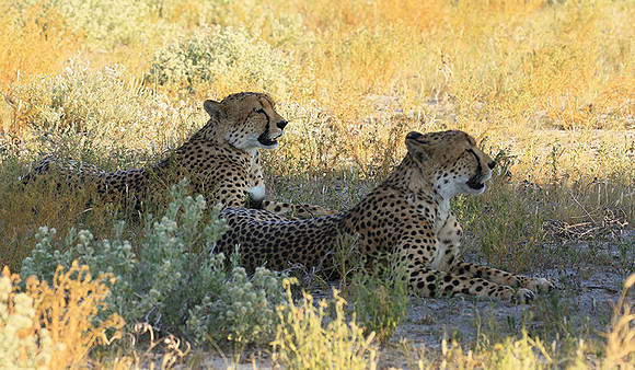 Central Kalahari