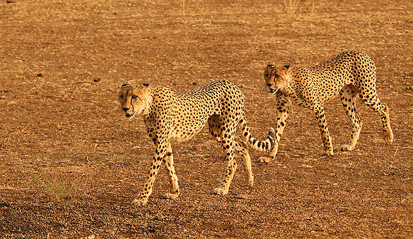 Mashatu game reserve