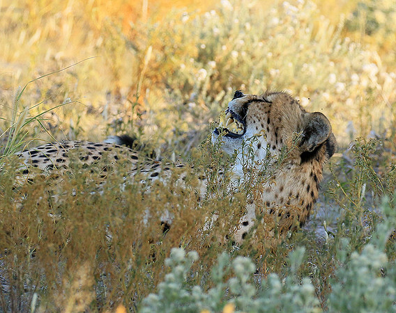 Central Kalahari