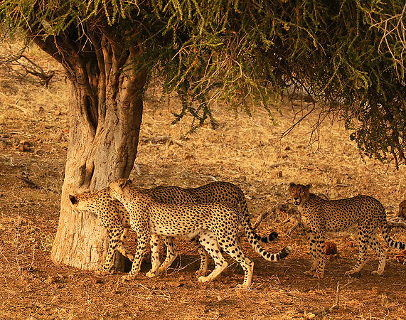 Marking the territory at Mashatu game reserve