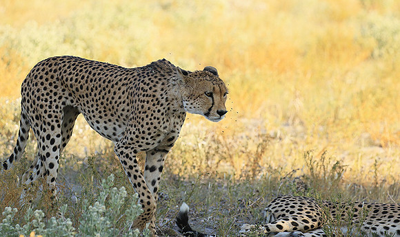 Central Kalahari