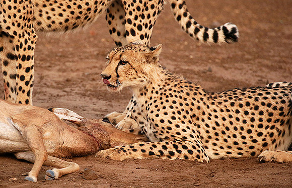 Mashatu game reserve : learning to kill