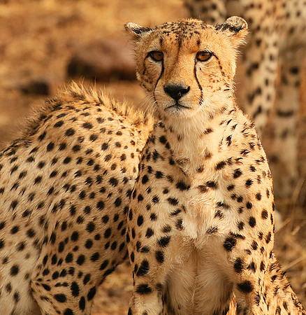 Cheetahs licking the raindrops from each other - Mashatu game reserve