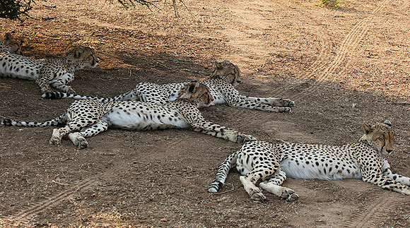 Mashatu game reserve