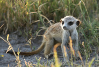 Meercats