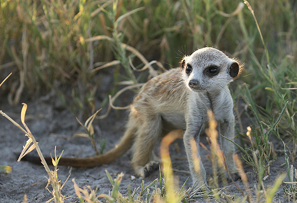 Makgadikgadi