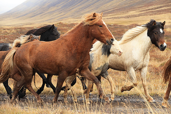 Islandic horses - Hjaltadalur Valley