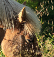 Islandic horses