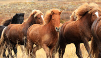 Islandic horses - Hjaltadalur Valley