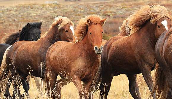 Islandic horses - Hjaltadalur Valley