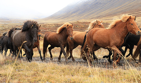 Islandic horses - Hjaltadalur Valley