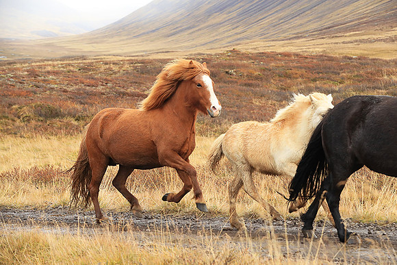 Islandic horses - Hjaltadalur Valley