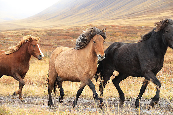 Islandic horses - Hjaltadalur Valley
