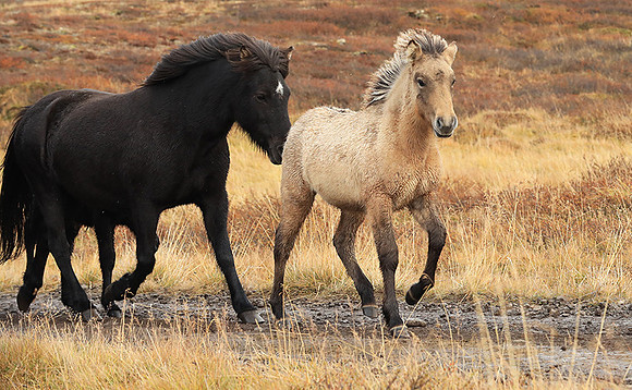 Islandic horses - Hjaltadalur Valley