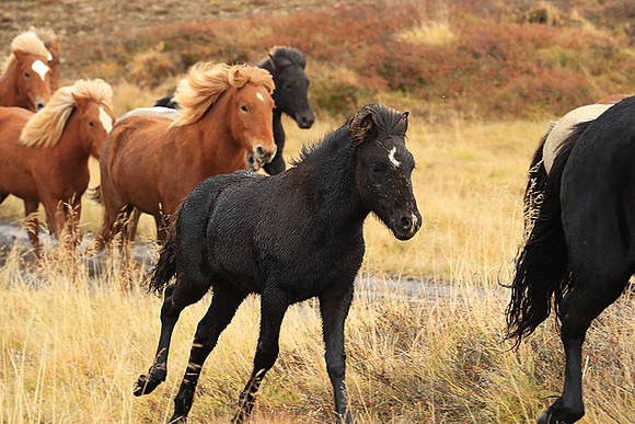 Islandic horses - Hjaltadalur Valley