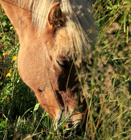 Islandic horses