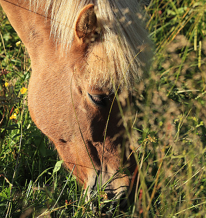 Islandic horses