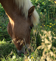 Islandic horses