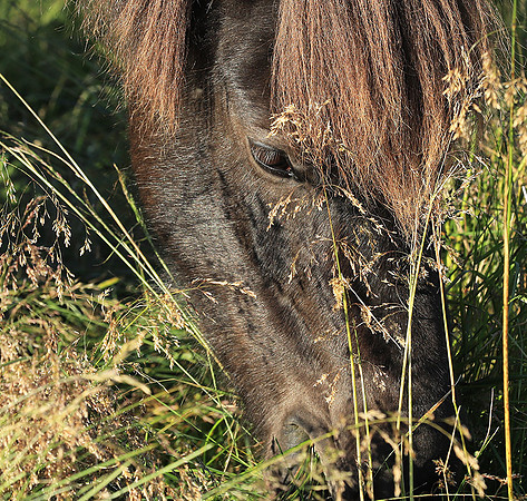 Islandic horses