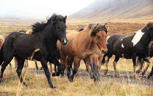 Islandic horses - Hjaltadalur Valley