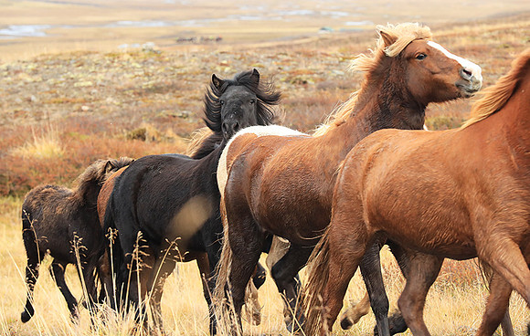 Islandic horses - Hjaltadalur Valley