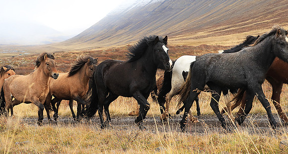 Islandic horses - Hjaltadalur Valley