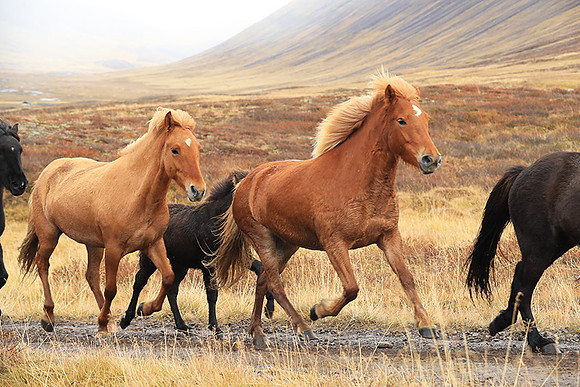 Islandic horses - Hjaltadalur Valley