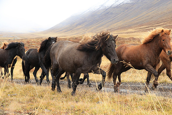 Islandic horses - Hjaltadalur Valley