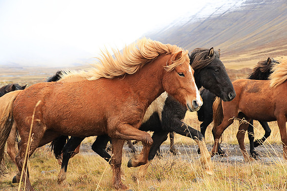 Islandic horses - Hjaltadalur Valley