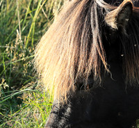 Islandic horses