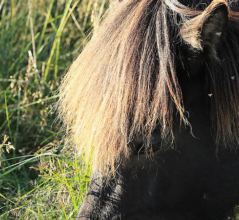 Islandic horses