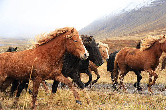 Islandic horses - Hjaltadalur Valley