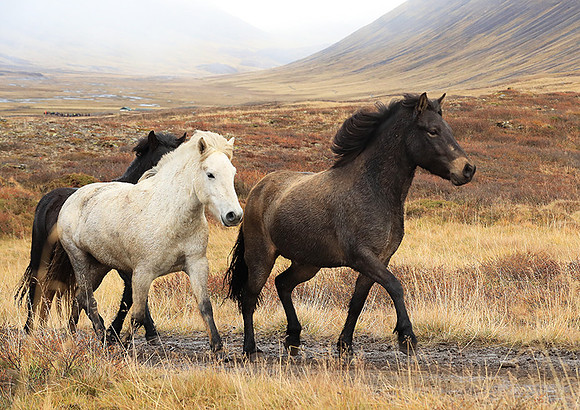 Islandic horses - Hjaltadalur Valley