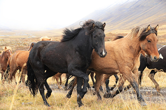 Islandic horses - Hjaltadalur Valley