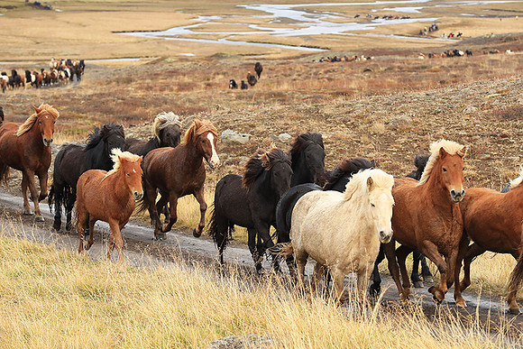 Islandic horses - Hjaltadalur Valley