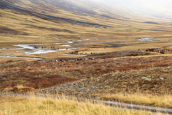 Islandic horses - Hjaltadalur Valley