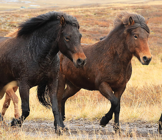 Islandic horses - Hjaltadalur Valley