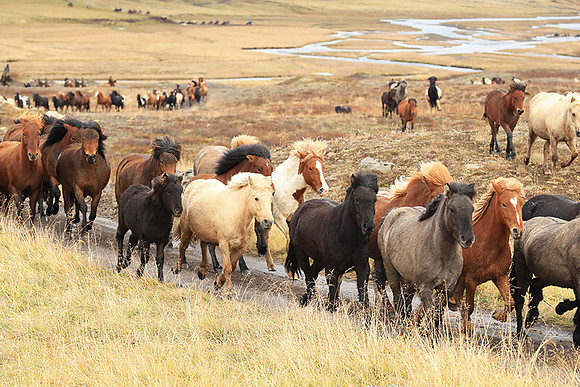 Islandic horses - Hjaltadalur Valley