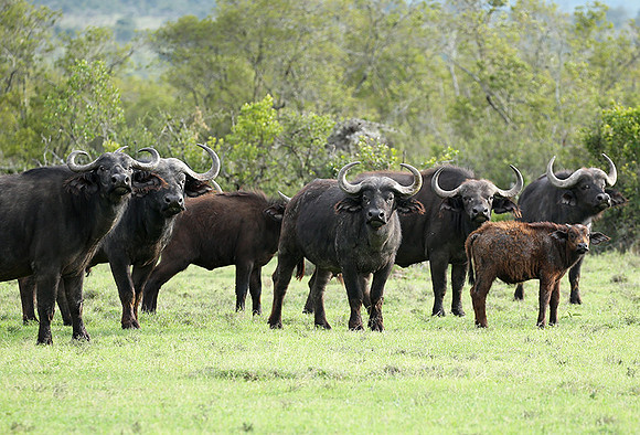 Laikipia