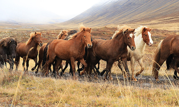 Islandic horses - Hjaltadalur Valley