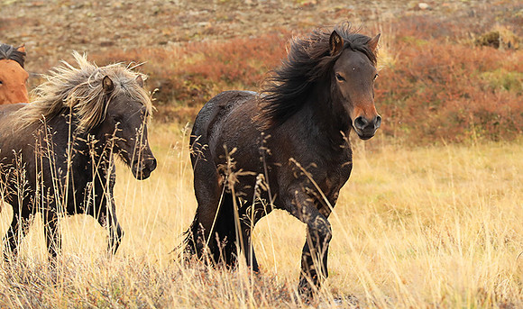 Islandic horses - Hjaltadalur Valley