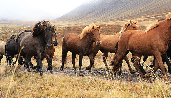 Islandic horses - Hjaltadalur Valley