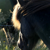 Islandic horses