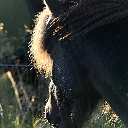 Islandic horses