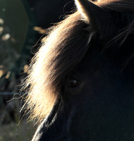 Islandic horses