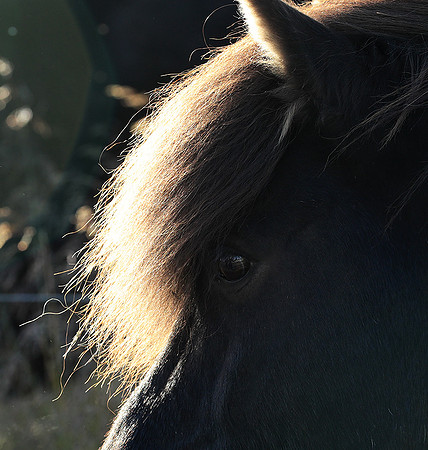 Islandic horses